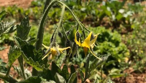 Tomato plant blooming in Paros, Greece.