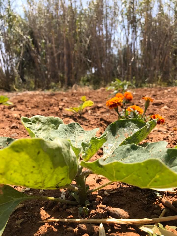 Aubergine plant and marigold flowers in the field in Isterni Paros Greece